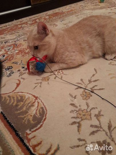 Кошка в добрые руки