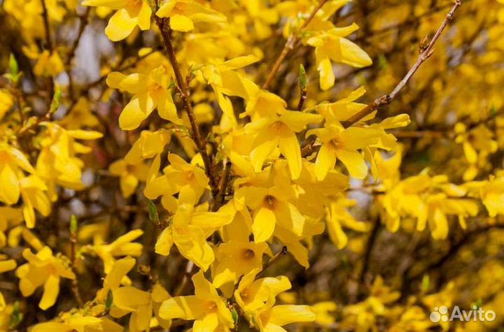 Саженцы декоративных кустарников