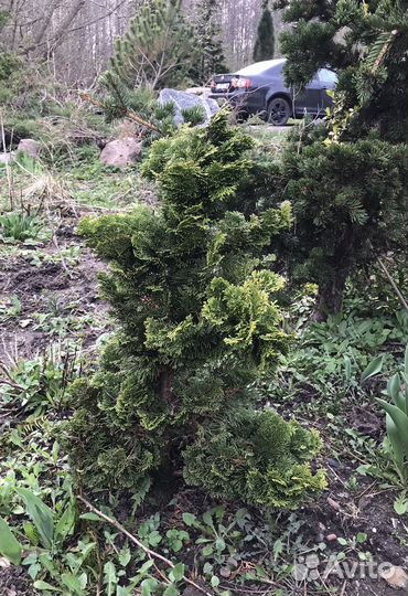 Декоративные растения