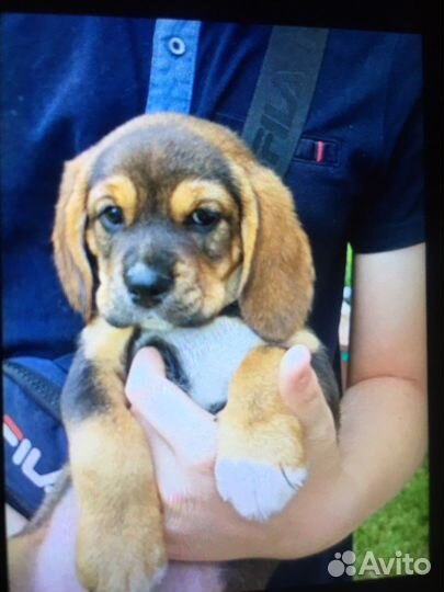 Щенки бигль