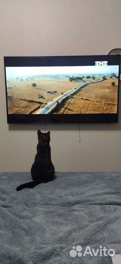 Британская кошка в дар