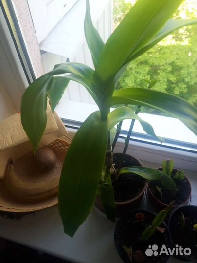 Комнатный цветок