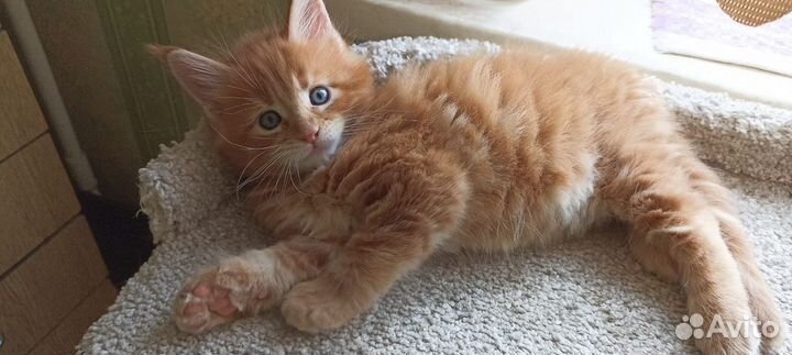Котёнок Мейн-Кун