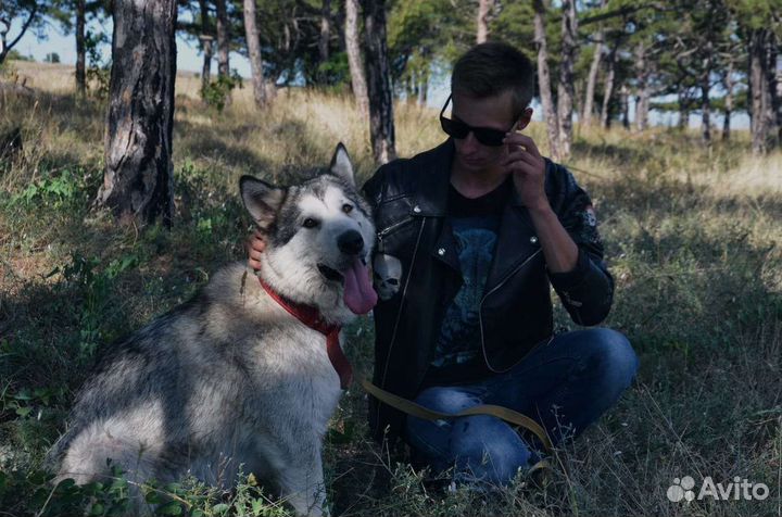 Сибирский хаски