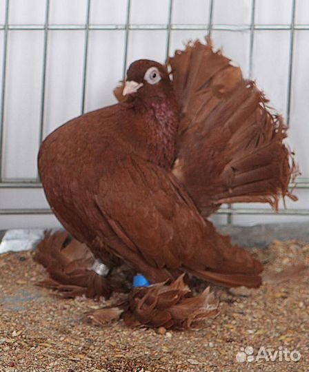 Голуби статные и бойные