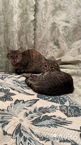 Кошка-мышеловка серая с рыжим подшорстком