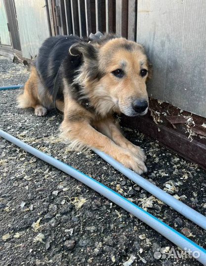 Метис колли собачка в добрые руки