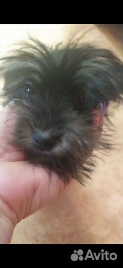 Щенок мелкой породы