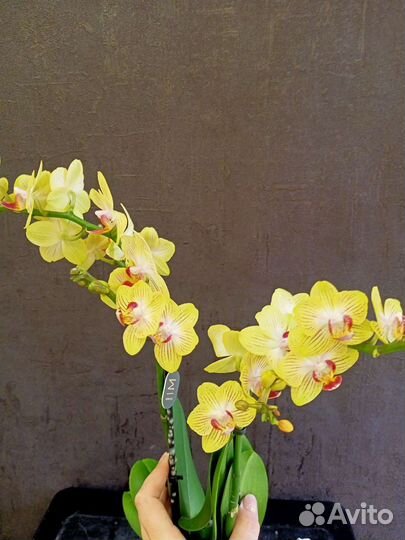 Цветущая орхидея Голд Бэби