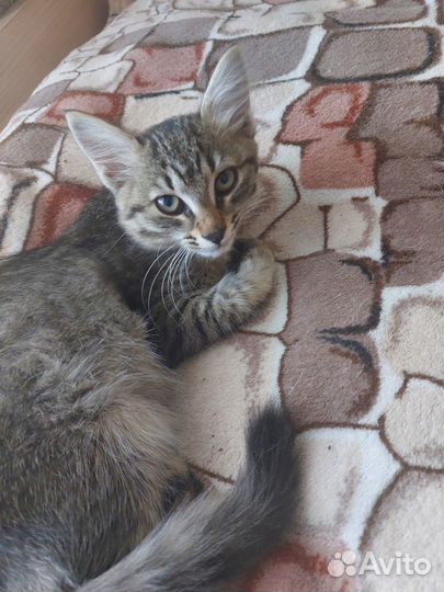 Самые красивые котята