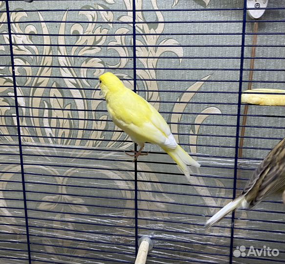 Кенары певчие