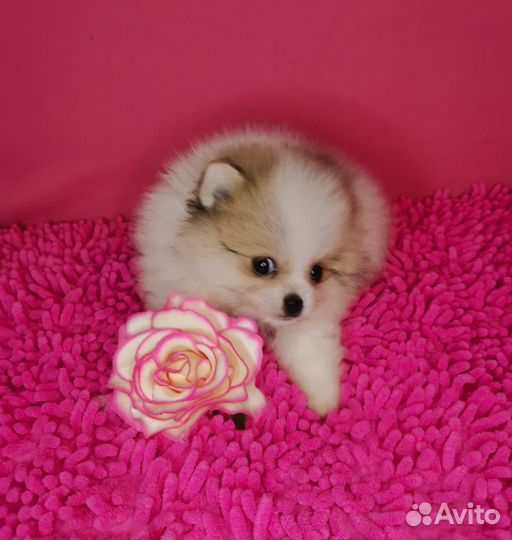 Померанский шпиц медвежьего типа