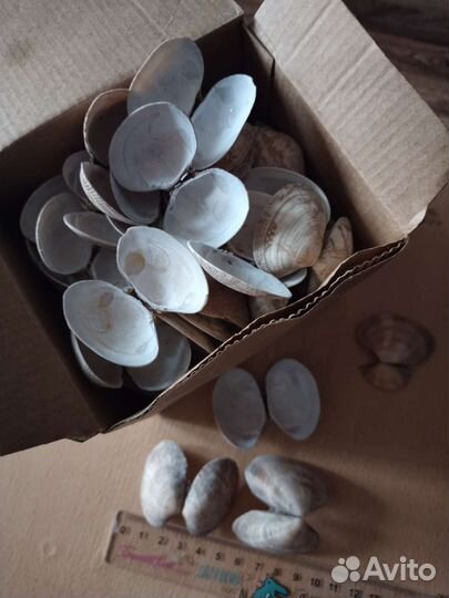 Морские ракушки