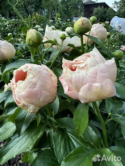 Пастелорама, Пастелеганс