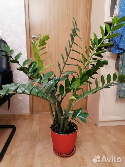 Замиокулькас, долларовое дерево