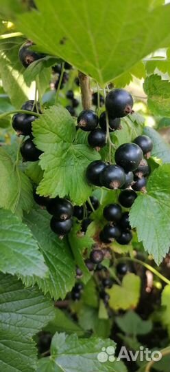 Черная смородина