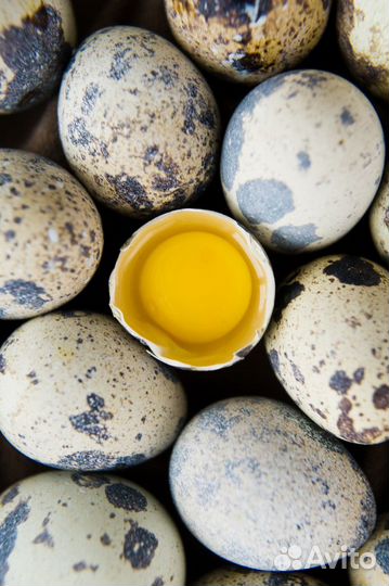 Инкубационное яйцо перепелиное