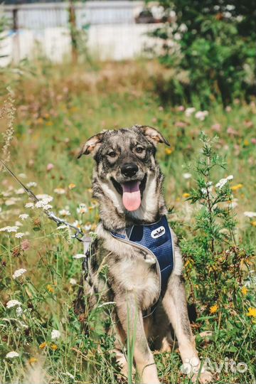 Щенки в дар