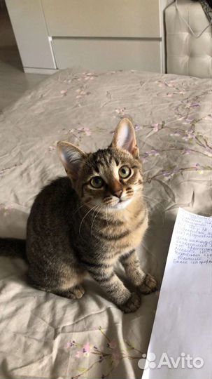 Котенок