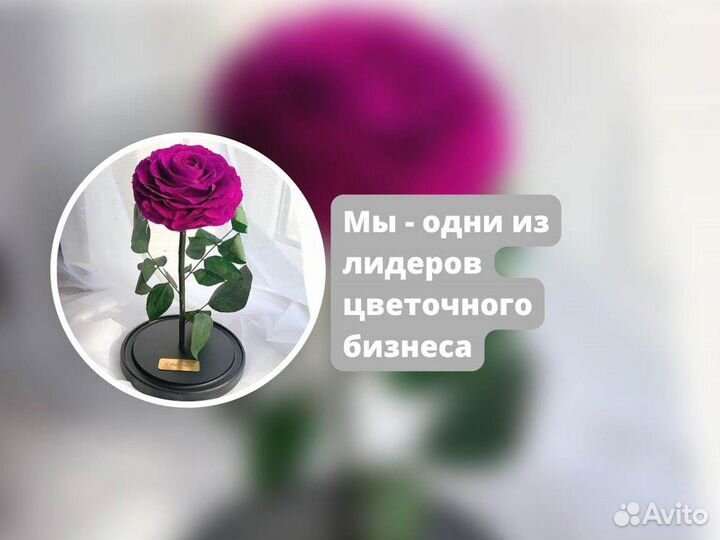 Розы в колбе разные