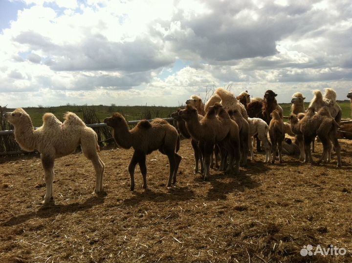 Верблюды калмыцкой породы