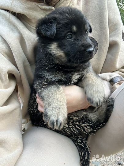 Щенок метис