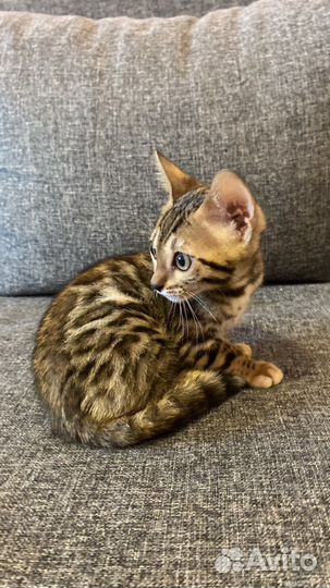 Бенгальские котята