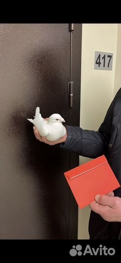 Белые голуби