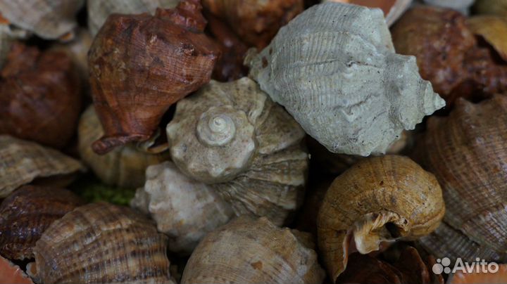 Морские ракушки