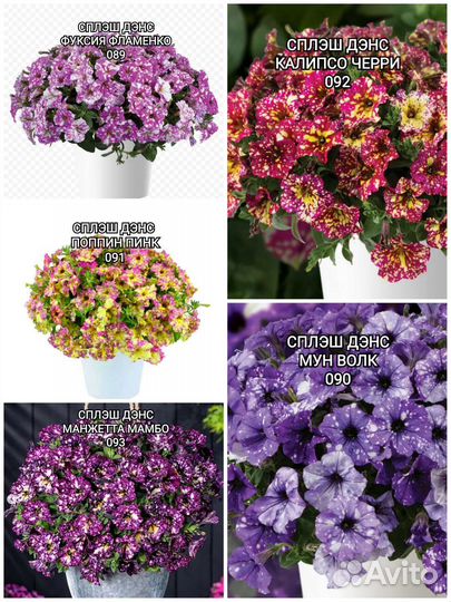 Вегетативная петуния