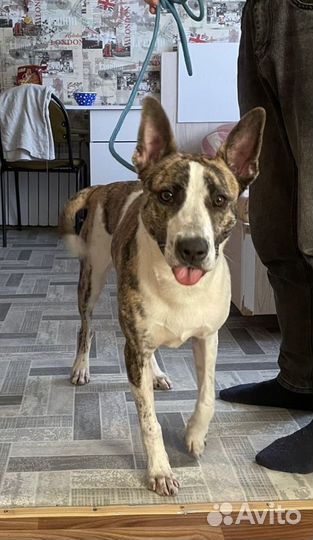 Собака в добрые руки отдам бесплатно