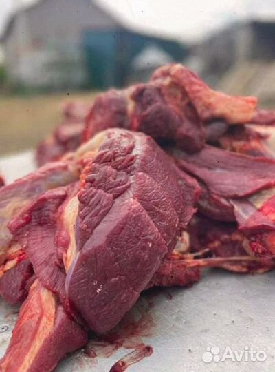 Мясо Конина, домашнее, забой 20сентября