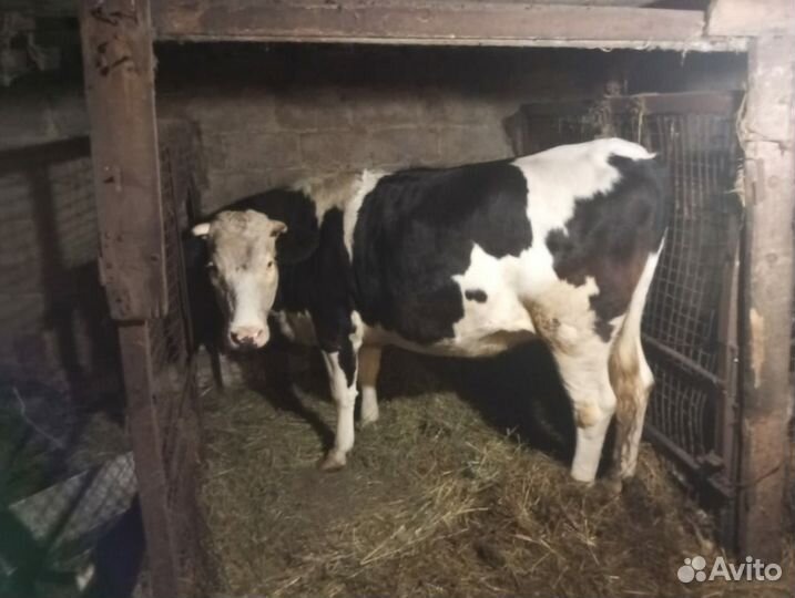 Телка стельная