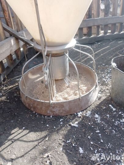 Кормушка для птиц и свиней начинающим фермерам