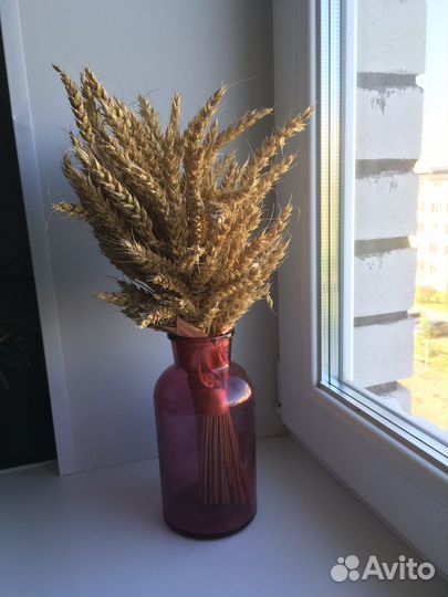 Колосья для поделок