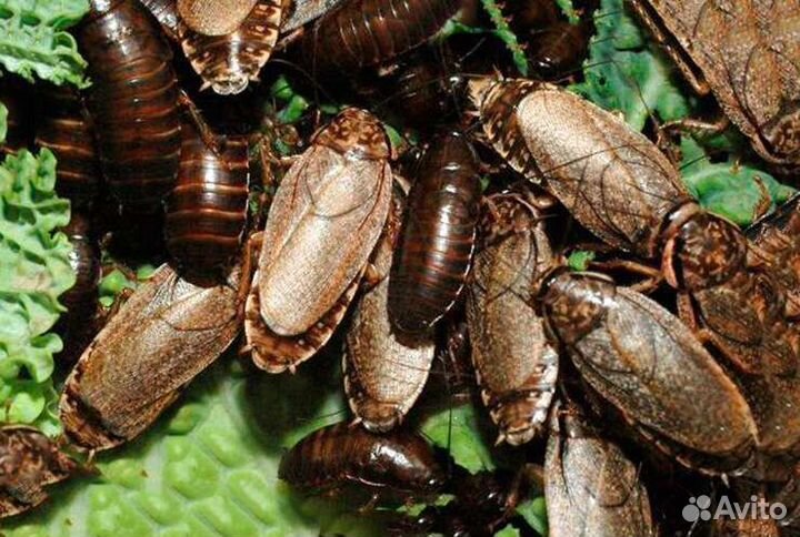 Мраморные тараканы