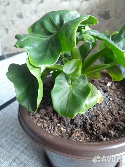 Филодендрон Атом