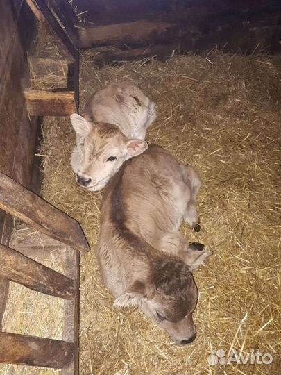 Телята разные