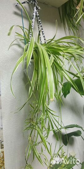Хлорофитум санса фикус