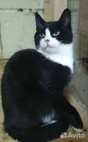 Кошечка в добрые руки