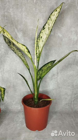 Диффенбахия Везувий