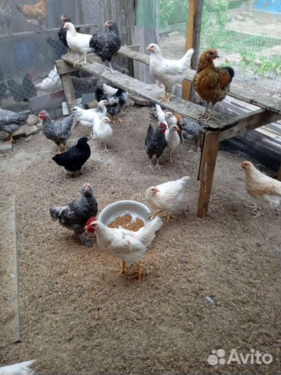 Куры петухи