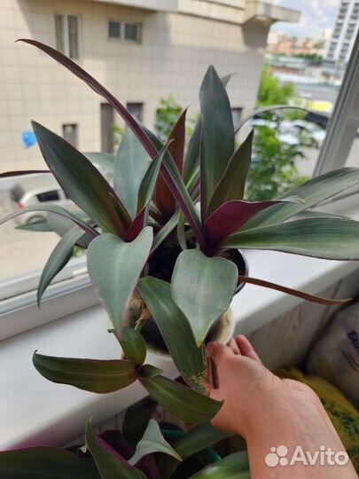 Традесканция рео