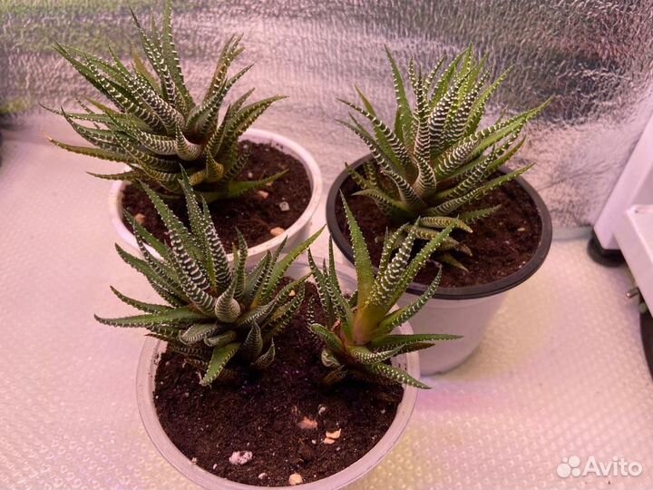 Комнатные цветы