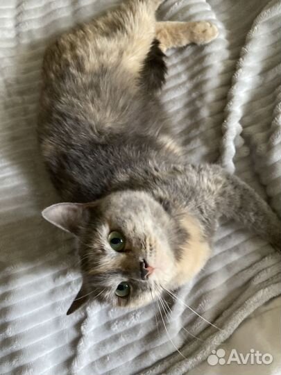 Кошка в добрые руки
