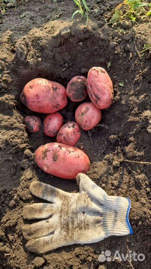 Продам картофель
