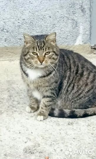Кошка в дар