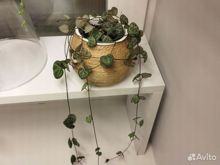 Комнатные растения
