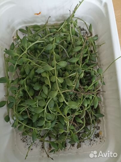 Крестовник роули