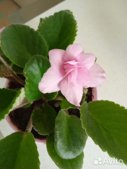 Фиалочки цветущие молодые